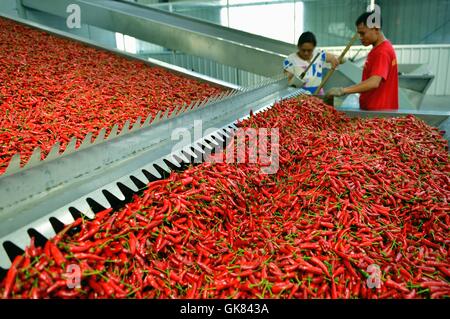 Enshi, Chinas Provinz Hubei. 19. August 2016. Arbeiter verarbeiten Chilis bei einem Workshop in der Grafschaft Xuan'en, Zentral-China Hubei Provinz, 19. August 2016. Chilis haben vor kurzem die Erntesaison eingegeben. Bildnachweis: Song Wen/Xinhua/Alamy Live-Nachrichten Stockfoto