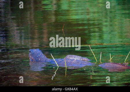 Bintan, Indonesien. 19. August 2016.  : Varanus Salvator gesehen Schwimmen am Mangroven am 19. August 2016 in Bintan, Indonesien. Varanus Salvator, allgemein bekannt als die Wasser-Monitor, ist eine große Echse in Süd- und Südostasien heimisch. Wasser-Monitore sind eines der häufigsten Warane gefunden in ganz Asien und reichen von Sri Lanka und Indien, Indochina, der malaiischen Halbinsel und verschiedenen Inseln von Indonesien, in Gebieten in der Nähe von Wasser. Bildnachweis: Yuli Seperi/Alamy Live-Nachrichten Stockfoto