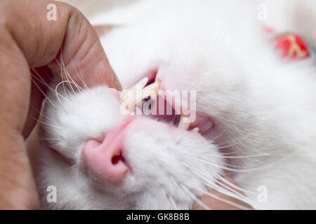 Ein Tierarzt ist eine Katze die Zähne untersuchen. Stockfoto