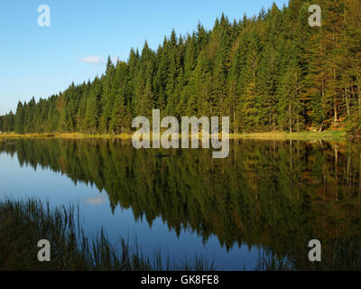 Baum Spiegelung Salzwasser Stockfoto