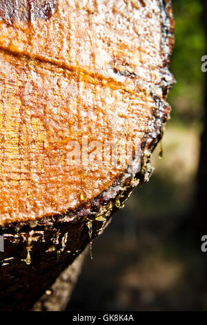 Makro Nahaufnahme Makro Aufnahme Stockfoto