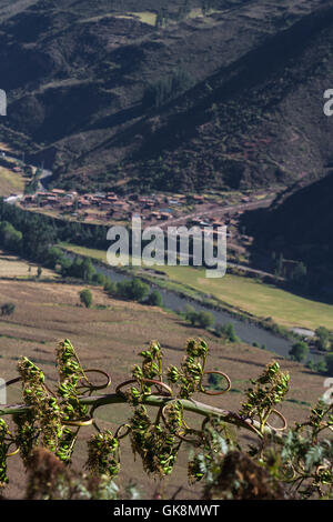 Kleinstadt in der Nähe der Stadt Pisa in das Heilige Tal der Inkas neben dem Urubamba-Fluss in Peru Stockfoto