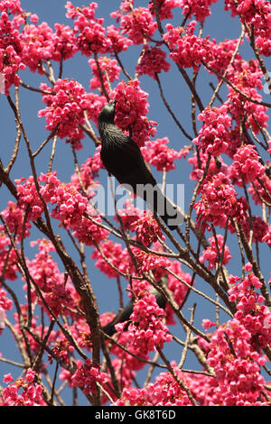 TUI (native Bird in Neuseeland) in Kirschbaum Stockfoto