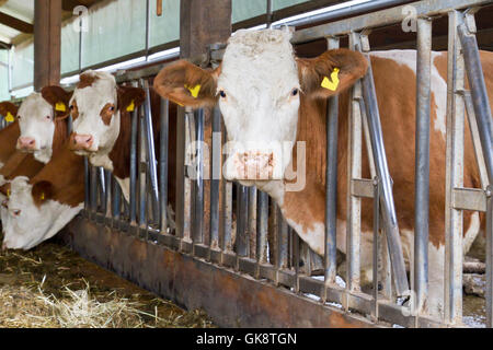 Kuhstall Stockfoto
