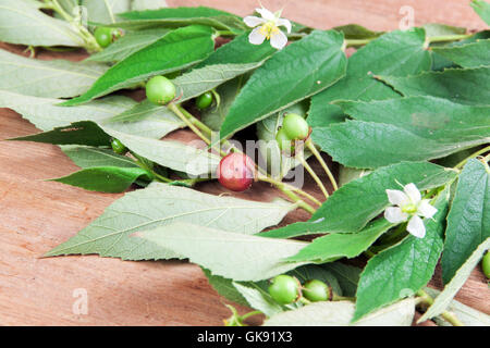 Muntingia Calabura. Kirschenfrucht asiatischen Flacourtiaceae. Thai Beerenfrucht in den Tropen. Stockfoto