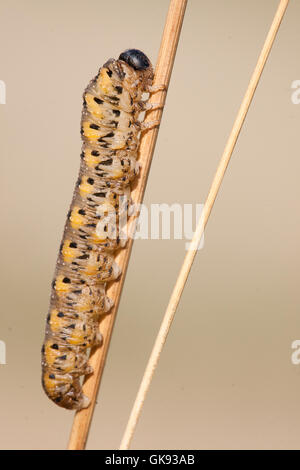 Wasp Caterpillar auf einer trockenen stick Gras. Stockfoto