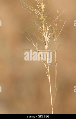 Wilde Stabheuschrecke (Bacillus Rossius), eine kryptische männlich auf einem trockenen Stiel. Stockfoto