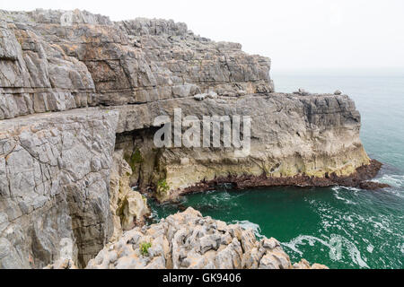 Die vertikale Kalksteinfelsen und Simsen in der Nähe von St Govans Chapel in Pembrokeshire Coast National Park, Wales, Großbritannien Stockfoto