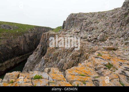 Die vertikale Kalksteinfelsen und Simsen in der Nähe von St Govans Chapel in Pembrokeshire Coast National Park, Wales, Großbritannien Stockfoto