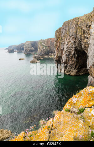 Die vertikale Kalksteinfelsen in der Nähe von Elegug Stacks in Pembrokeshire Coast National Park, Wales, Großbritannien Stockfoto