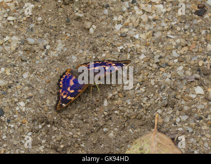 Geringerem lila Kaiser Schmetterling (Apatura Ilia) in Ungarn Stockfoto