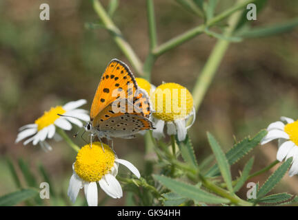 Feurige weniger Kupfer Schmetterling (Lycaena Thersamon) auf Gänseblümchen im Wildblumenwiese in Ungarn Stockfoto