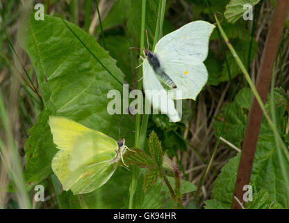 Schmetterlinge von männlichen und weiblichen Zitronenfalter (Gonepteryx Rhamni) - Balz-Verhalten - in Hampshire, England Stockfoto