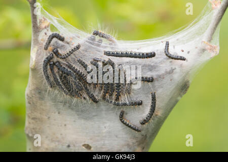 Kleinen Eggar Motte (Eriogaster Lanestris) Raupen (Larven) ausbrechen Web in Hampshire, England Stockfoto