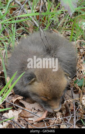 Junge rote fox Cub (Vulpes Vulpes) in einem Wald in England Stockfoto