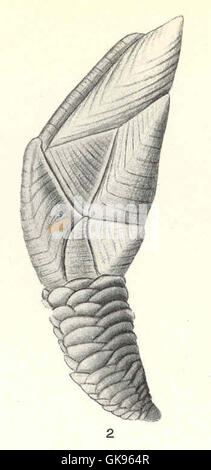 Eine Illustration zeigt die laterale Ansicht von Scalpellum gonionolum, einer Art von Nakel aus der Familie der Scalpellidae, die einen detaillierten Einblick in ihre Struktur und anatomische Merkmale bietet. Stockfoto