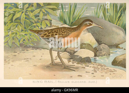 Der King Rail (Rallus elegans) ist ein großer, geheimnisvoller Vogel, der in Sümpfen und Feuchtgebieten in ganz Nordamerika zu finden ist. Sein unverwechselbarer Ruf und sein markantes Aussehen machen ihn zu einem wichtigen Thema in der Vogelforschung, insbesondere im Zusammenhang mit Feuchtgebieten-Ökosystemen. Stockfoto