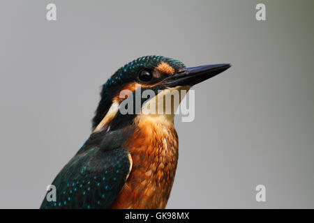 Eisvogel [Alcedo Atthis] männlich Stockfoto