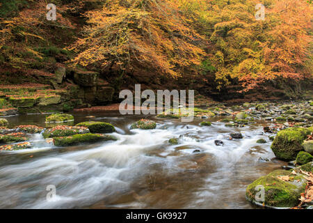 Ein Herbst Blick auf den Fluss Allen an Allen Banks, Northumberland, England Stockfoto