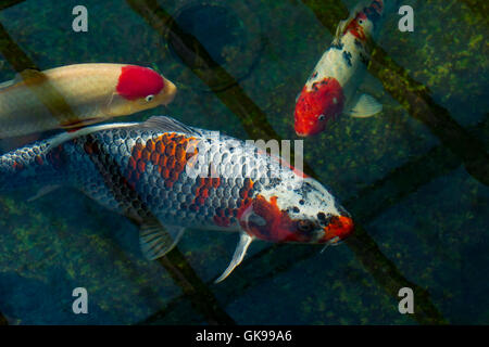 Zierfische (Koi-Karpfen) in einem Gartenteich mit unten abtropfen lassen mit den Filtern im Blick 6,6 Fuß unter der Oberfläche des Wassers Stockfoto