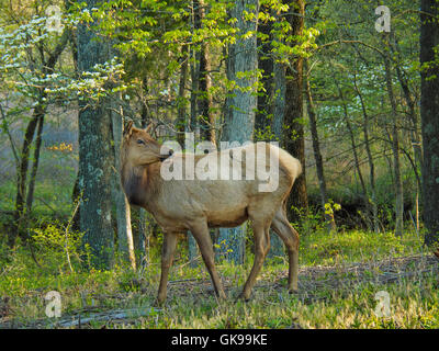 Elche, Elche und Bison Prärie, Land zwischen den Seen National Recreation Area, Golden Pond, Kentucky, USA Stockfoto