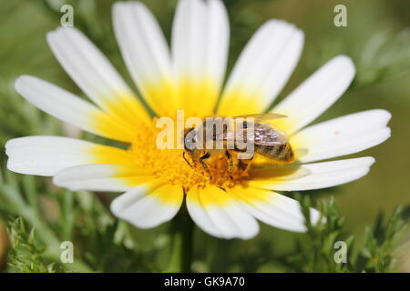 Biene auf der Kamille-Blüte Stockfoto