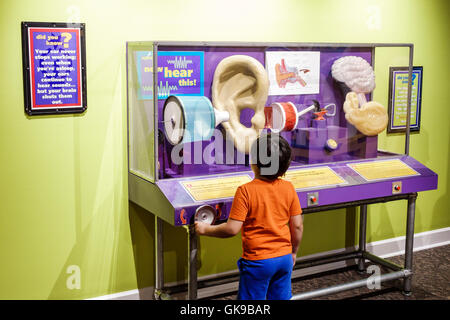 Florida Gulf Coast, Bradenton, South Florida Museum, Naturgeschichte, Kulturerbe, Ausstellungsausstellung Sammlung Kinder interaktive Ausstellung, Hände Stockfoto