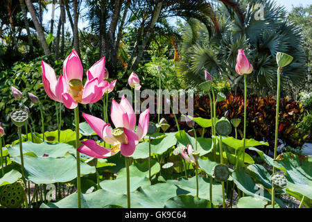 Bradenton Florida, Palma Sola Botanical Park, Garten, passiver öffentlicher Park, geschütztes Mikroklima, Anbau, Pflanzensammlung, Lotus, Blume, Samenschote, Rosa, Stockfoto