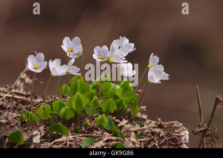 Sauerklee, Oxalis Acetosella, Sauerklee Stockfoto