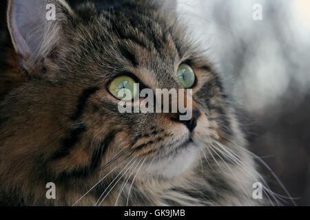 hübsche junge norwegische Waldkatze Stockfoto