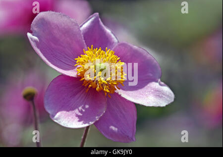 Anemone japonica Stockfoto