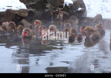Tiere Snow Winter Stockfoto