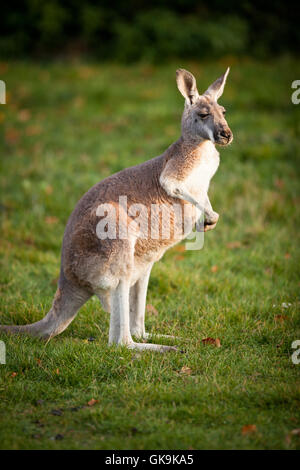 Tier Säugetier Australien Stockfoto