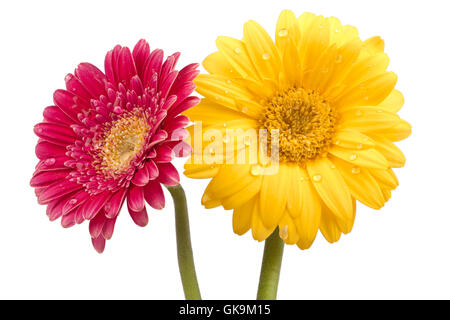 zwei schöne Gerbera-Blüten mit Wassertropfen Stockfoto