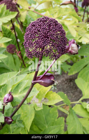 Angelica Gigas Blume im Garten Stockfoto