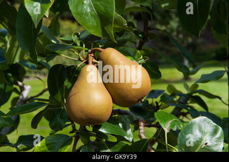 Zwei leckere frische Birnen im Garten wächst Stockfoto