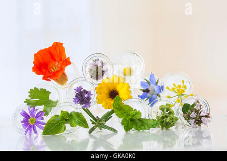 Blumen im Reagenzglas isoliert auf weiss Stockfoto