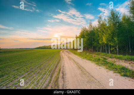 Die Scenic Frühlingslandschaft von Sandy Landstraße zwischen dem Feld mit Jungtiere und Birkenhain voran. Dramatische bewölkt Stockfoto