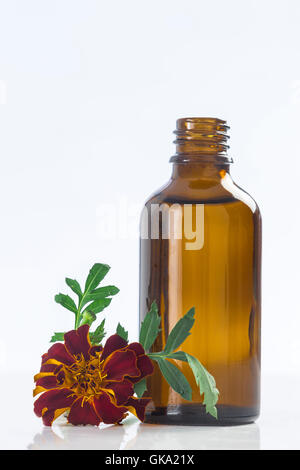 Kleine Flasche mit Öl wesentlich Ringelblume Stockfoto
