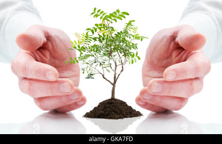 Hand-Hände-Baum Stockfoto