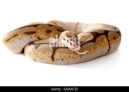 Snake Schlange Boa Schlange mit weißem Hintergrund Stockfoto