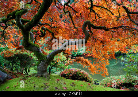 Roter Ahorn fallen Stockfoto