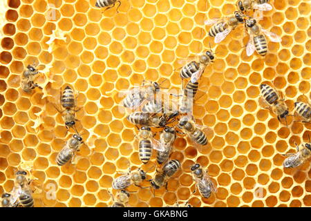 Bienen Stockfoto