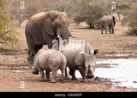 Elefant (Loxodonta Africana) an der Wasserstelle Stockfoto