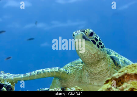 Unterwasser tropische Fische Stockfoto