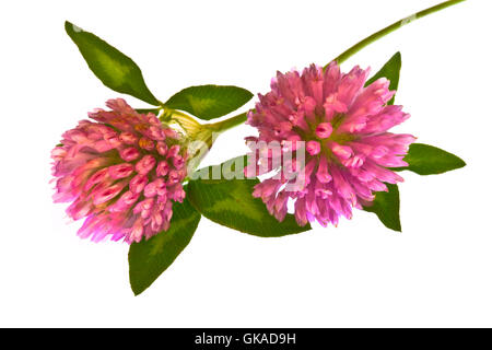 isolierte Blätter Blume Stockfoto