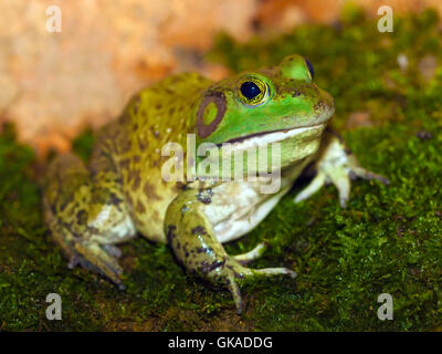 Makro Nahaufnahme Makro Aufnahme Stockfoto
