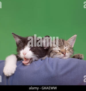 verträumte lustige Katze baby Stockfoto
