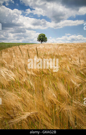 Gerstenfeld mit einzelnen Baum in Südbayern Stockfoto