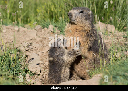 junge Alpine Murmeltier (Marmota Marmota) Suche nach Aufmerksamkeit von seiner Mutter am Eingang in die Höhle Stockfoto